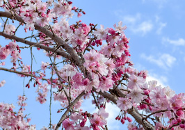 しだれ桜